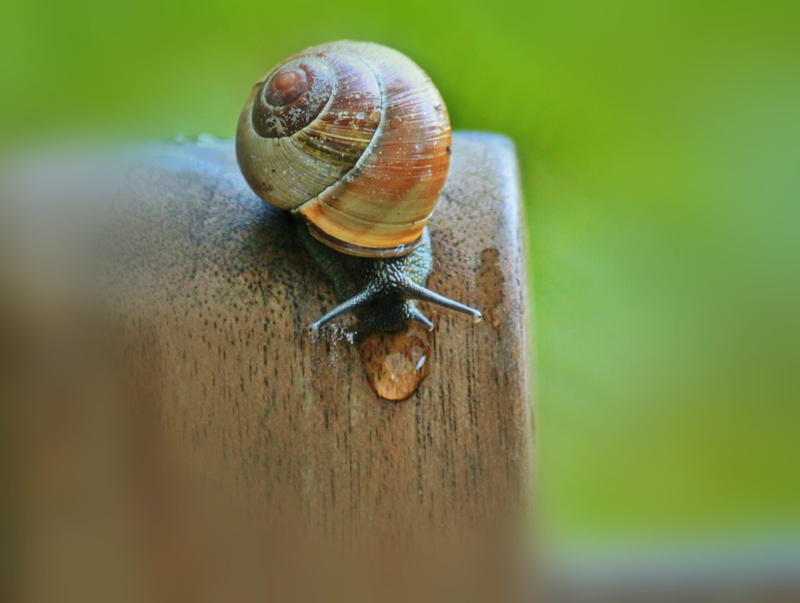 raindrop, 2K, small, no people, animals in the wild, insect, boredom, invertebrate, snail shell, slow, summer, garden snail, brown, animal themes, slowly
