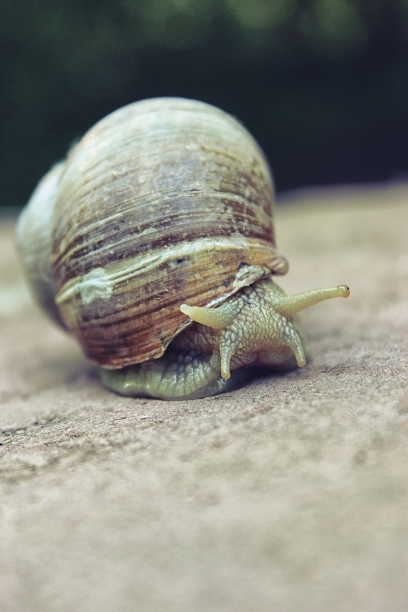 cute, one animal, surface level, garden, snail, selective focus, animal body part, 5K, natural, slimy, Snail, zoology, slug, invertebrate, Animal, forest