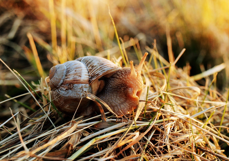 creature, snail shells, summer, cute, reptile, plant, slimy, snail, shell, 2K, one animal, Snail, Shell, abendstimmung, invertebrate, beauty in nature