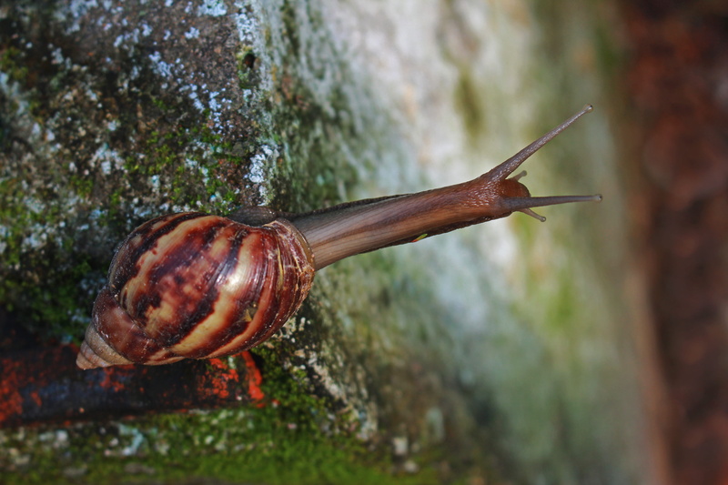 animal Antenna, dew drops, animal wildlife, 5K, crawling, rock - object, picture, nice, macro, focus, asia, spiral, leaf, forest, light, animal Shell