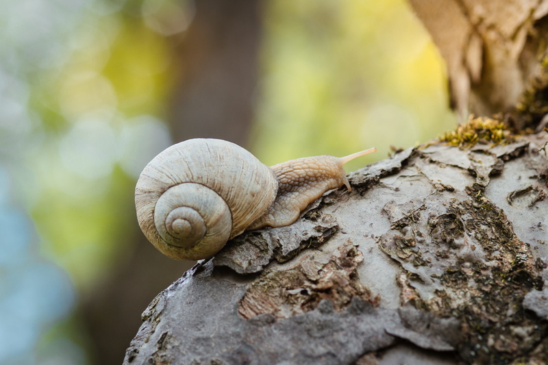 antenna, shell, green, focus, animals in the wild, yellow, slowly, tree, slimy, little, garden, animal, animal body part, slide, wild, creeps, photography