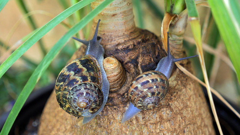 wild, cute, day, shell, macro, house, nature, outdoor, close-up, focus on foreground, desktop, slow, animals in the wild, fresh, animal shell, leaf, crawl