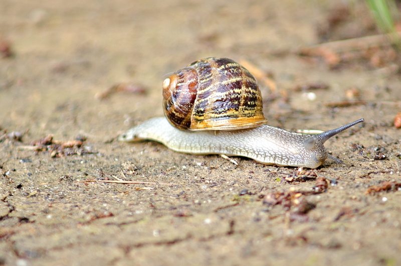 no people, mollusk, slow, crawling, outdoors, land, slug, animal Shell, Macro, nature, animal themes, one animal, gastropod, brown, surface level, invertebrate