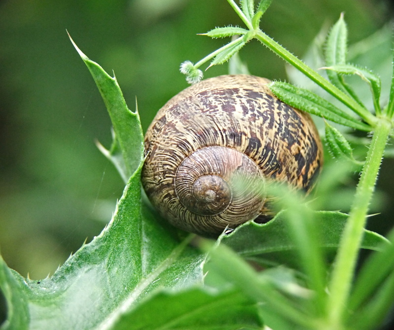 green, slimy, gastropod, seashell, brown, outdoors, white, animals in the wild, house, empty, animal themes, snail, 2K, travel, shell, plant, no people