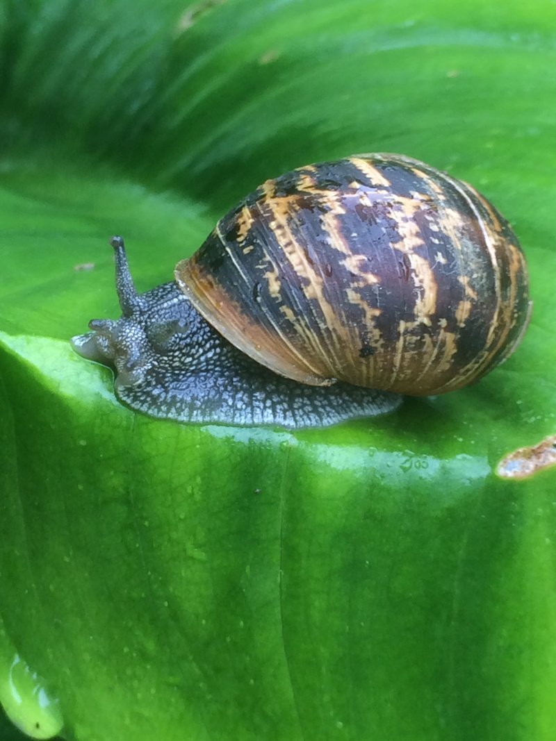 2K, animal antenna, day, crawling, wildlife, slime, slippery, shell, plant part, slug, slow, outdoors, slimy, no people, animal wildlife, Wet, animal themes