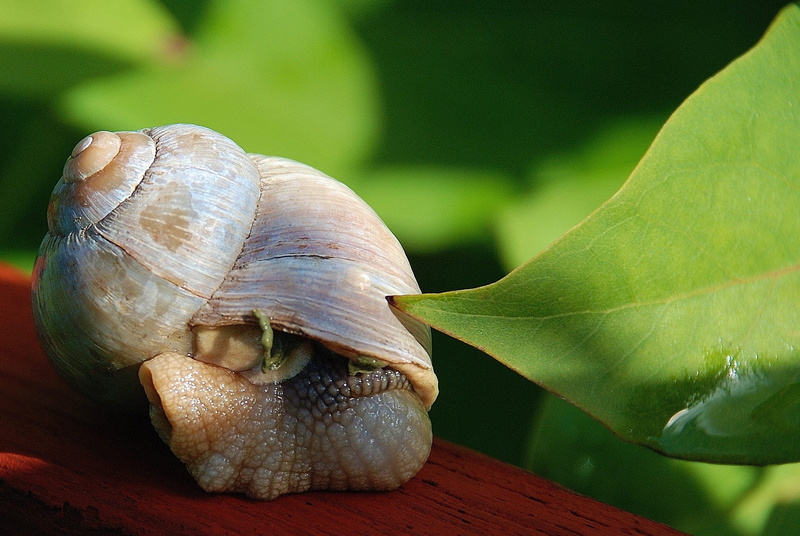 macro, focus on foreground, Animal, animal wildlife, snail, one animal, wildlife, day, leaf, shell, photos, green leaf, image, Snail, invertebrate, plant