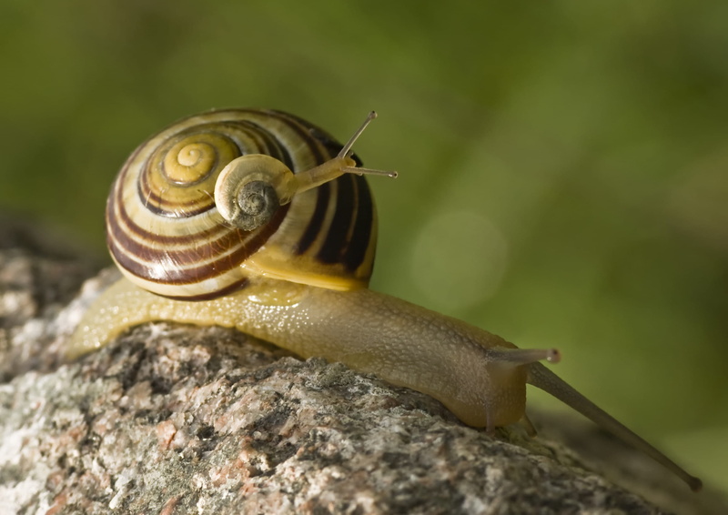 bear, animal themes, animal Shell, slimy, shallow, young, invertebrate, animal, day, animal Antenna, snails, shell, crawling, focus, slug, gastropod, two