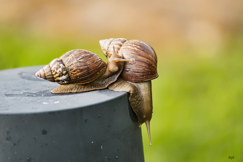 snail, close-up, animal Shell, escargot, two, gastropod, mollusk, wildlife, slow, macro, surface, 5K, brown, slimy, slug, crawling, snails, gray, animal