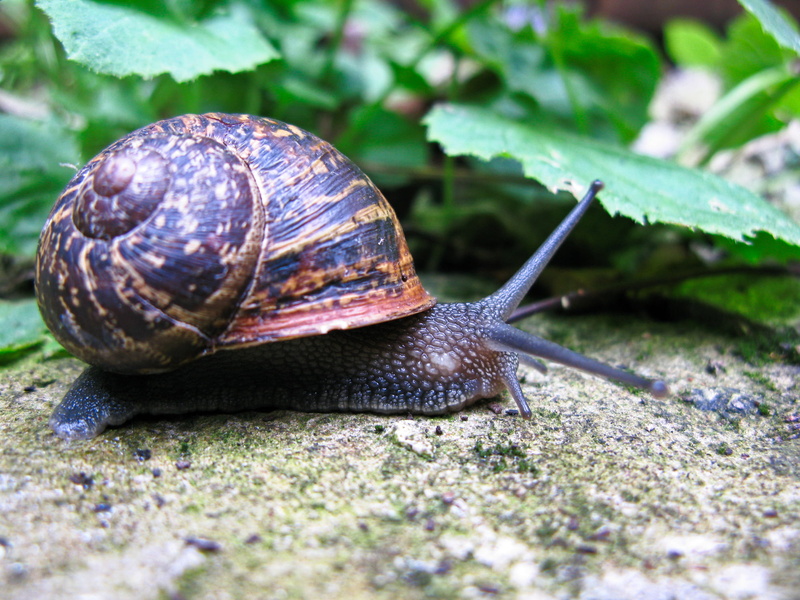 close-up, black, back garden, lytham, invertebrate, nature, slimy, brown, Snail, macro, animal, slow, wildlife, 1080P, crawling, gastropod, on the move