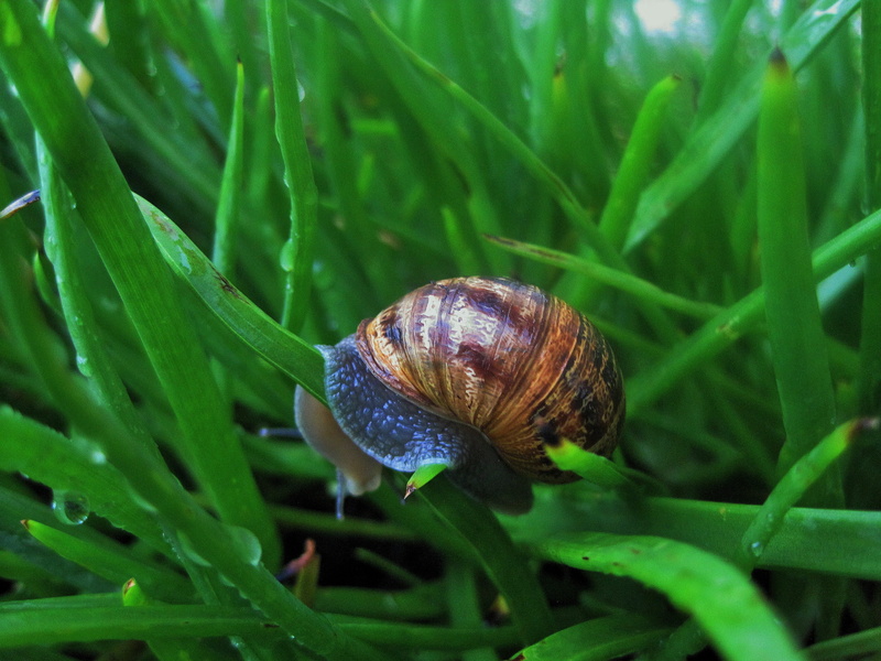 grass, 2K, shell, Garden, animal, plant, animal wildlife, succulent, Bulbinella, slow, Snail, slimy, invertebrate, gastropod, macro, animal themes, blade of grass