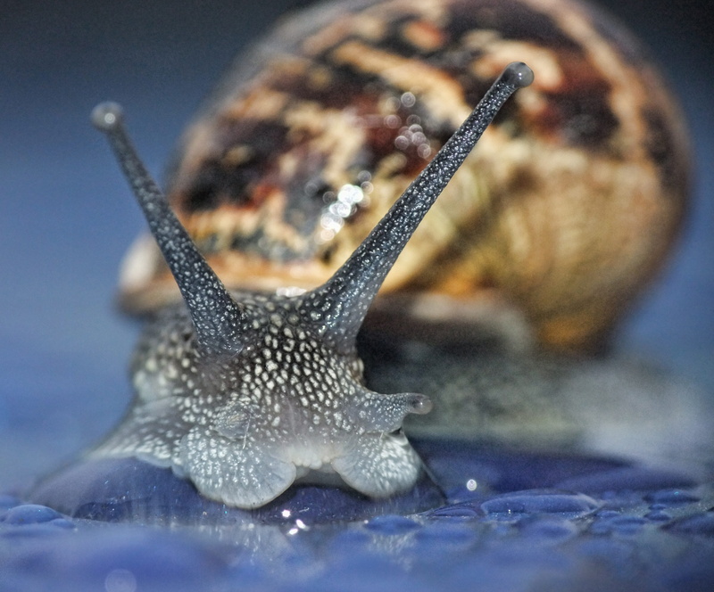 slug, natural, wildlife, gastropod, mollusc, healthy, humidity, road, no people, 2K, invertebrate, animal, sea, helix, marine, animals in the wild, selective focus