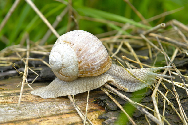 plant, land, slowly, Snail, slow, close-up, animal Antenna, boredom, plant part, macro, no people, Sneak, brown, slimy, wildlife, gastropod, animals in the wild