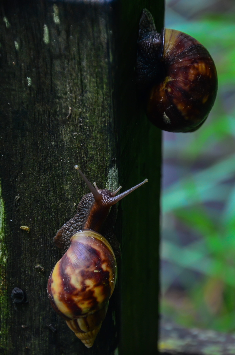 small, Snails, crawling, macro, animal shell, wildlife, snail, gastropod, focus on foreground, slow, Niu, wo niu, animal wildlife, slimy, Tree, brown, slug