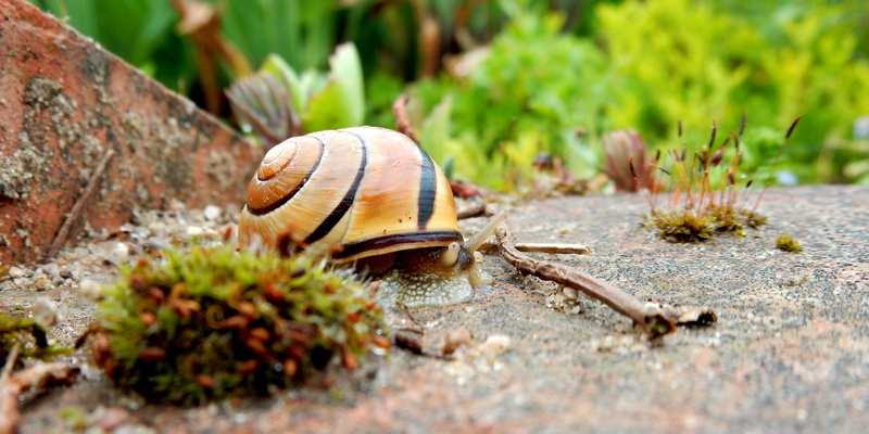 slowly, animal wildlife, selective focus, 4K, animal, brown, fauna, land snail, slimy, invertebrate, solid, close, day, snail shell, crawl, photography