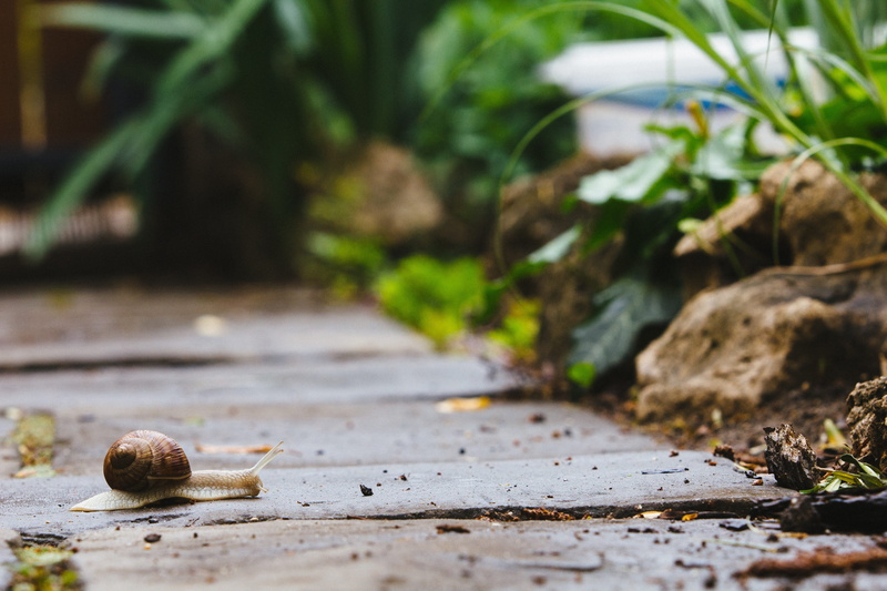 slow, helix, macro, 5K, close-up, Path, surface level, lonely, day, outdoors, slimy, slime, animal themes, focus on foreground, invertebrate, garden, selective focus