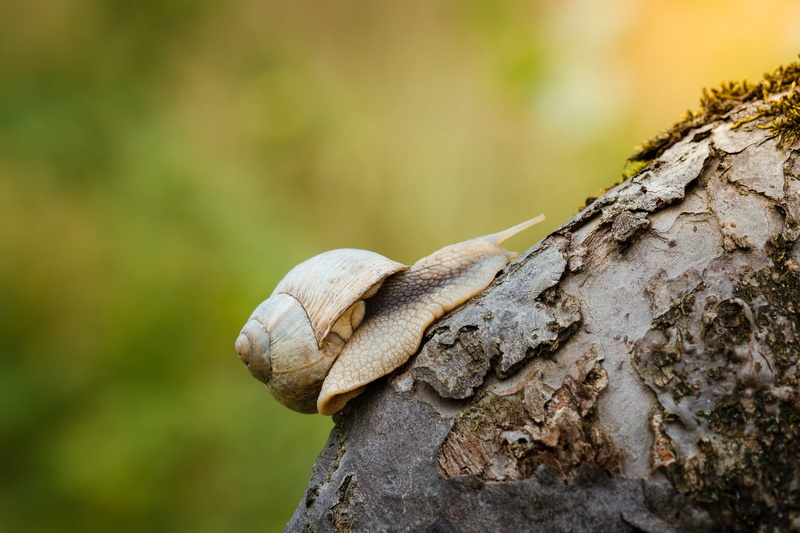wet, fairy, sun, eatable, brown, one animal, yellow, motion, textured, tree trunk, focus on foreground, crawl, snail, no people, vertebrate, food, selective focus