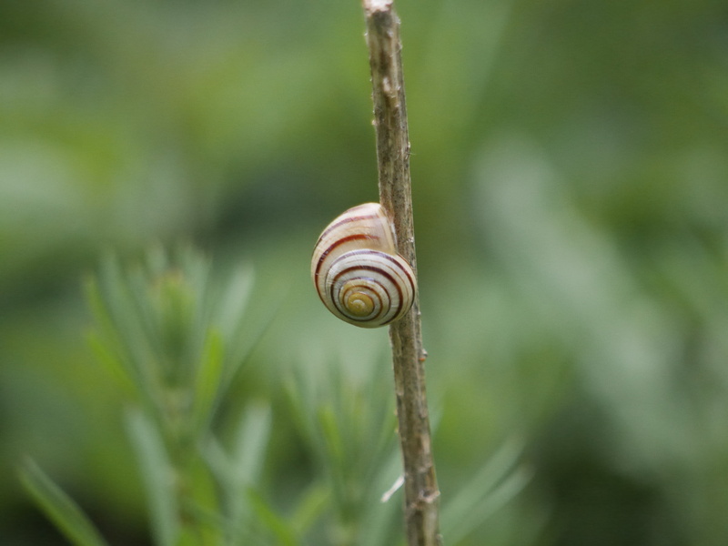 no people, plant, day, escargot, edible, macro, crawling, animal themes, natural, animal, animal wildlife, snail, garden, gastropod, common, slow, brown