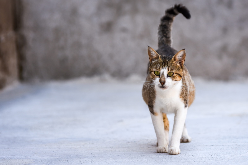 feline, mammal, day, cute, no people, pets, city, animal themes, one animal, domestic cat, 4K, grey, vertebrate, funny, domestic, pet, kitty, full length