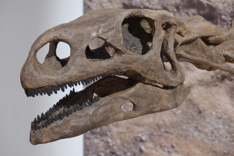 skull bone, animal skull, dino, bone, giant lizard, exhibit, fossil, animal teeth, animal, no people, animal bone, hagbard, animal themes, dinosaur, skeleton