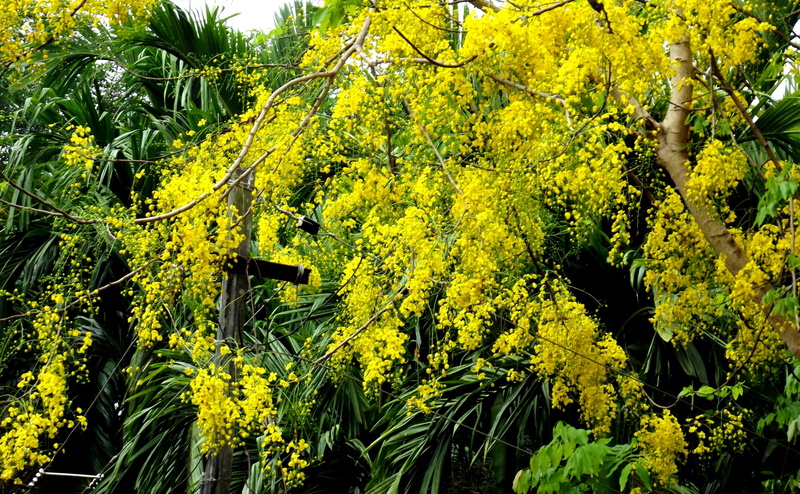 Bloom, golden shower tree, spring, tranquility, Photography, no people, freshness, plant, Nature, Yellow, yellow flowers, scenics - nature, forest, beauty in nature