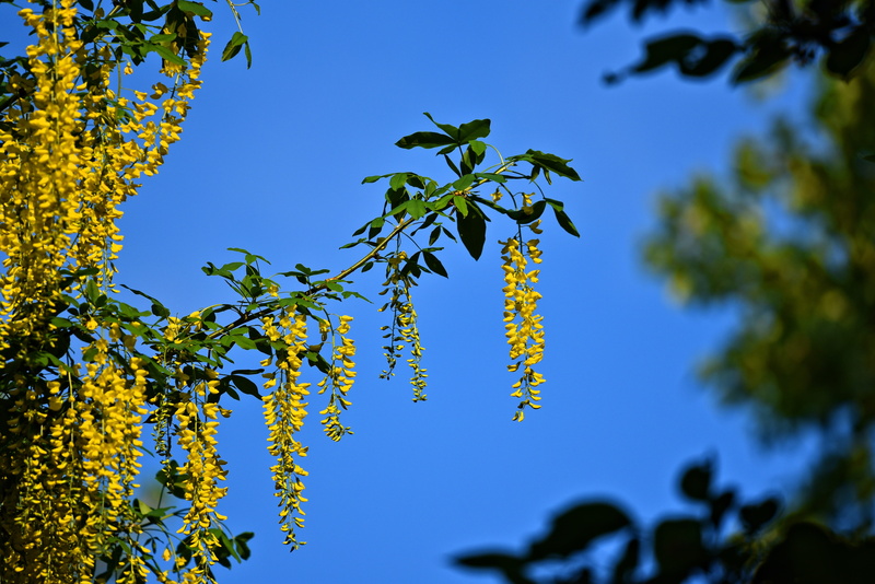 sky, flowers, plant, growth, seasonal, poisonous, food, flowering, common laburnum, decoration, outdoors, small tree, sunlight, golden chain, flower, food and drink