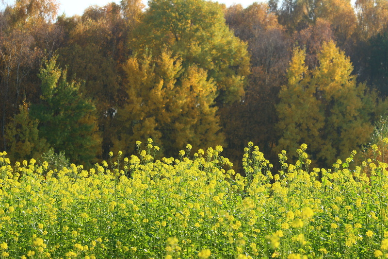 emerge, yellow, flower, land, change, fragility, indian summer, fall foliage, tranquil scene, color, autumn, autumn forest, nature, oilseed rape, leaves