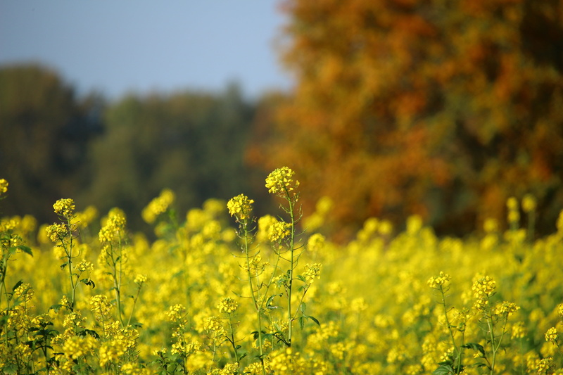 growth, selective focus, golden autumn, day, beauty in nature, freshness, environment, indian summer, nature, oilseed rape, field of rapeseeds, tranquility