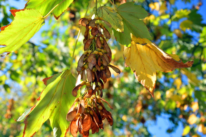 fall foliage, no people, day, fall leaves, tree, plant, fruit, season, golden yellow, indian summer, maple, sunlight, food and drink, branch, fall color