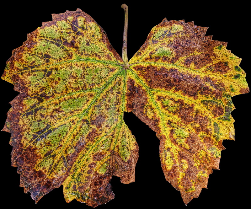 4K, day, fall foliage, close-up, leaf, senescence, coloring, golden, autumn leaf, autumn colours, growth, autumn, indoors, fragility, studio shot, change