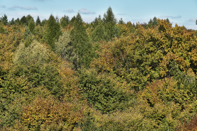 autumn forest, colorful, remote, mood, fall foliage, indian summer, fall color, golden autumn, high angle view, october, autumn mood, idyllic, fall leaves