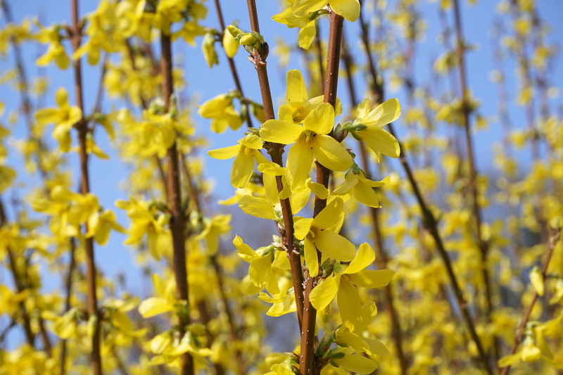 yellow flower, focus on foreground, sepals, fragility, golden bells, nature, yellow, no people, gold lilac, branch, tree, flower head, outdoors, laburnum