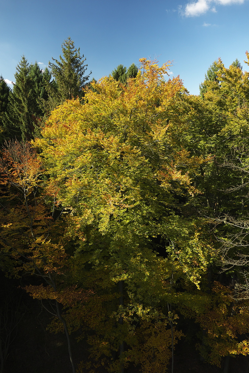 golden autumn, 5K, sunlight, deciduous trees, no people, colorful, fall leaves, trees, golden, canopy, emerge, change, autumn forest, october, autumn trees