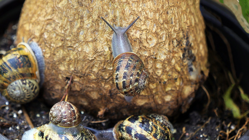 worm, animal, slime, no people, desktop, slow, shell, slug, green, vertebrate, reptile, animal body part, cute, antenna, outdoors, 2K, refreshment, fauna