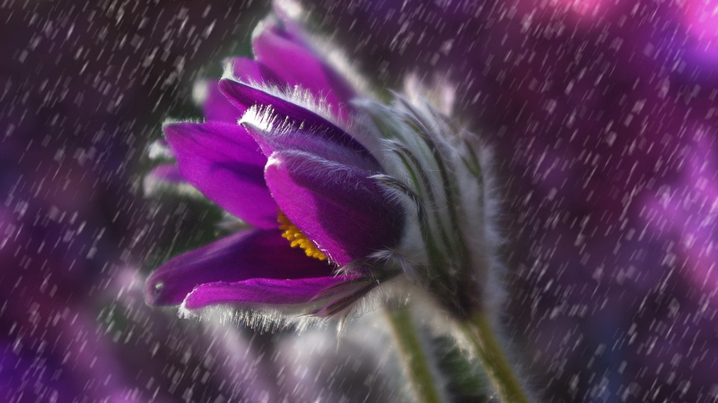 flower head, purple, no people, wet, drop, flowering plant, softness, anemone, close-up, rain, dew, morning, beauty in nature, inflorescence, nature, flower