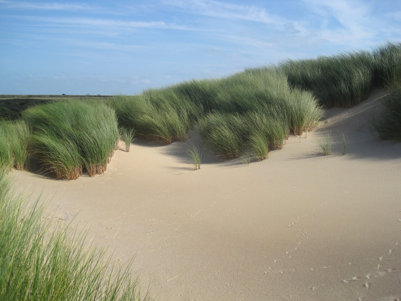 no people, summer, grasses, countryside, netherlands, growth, sand, brown, cloud - sky, sky, clouds, arid climate, water, sandy, scenics - nature, sand dune