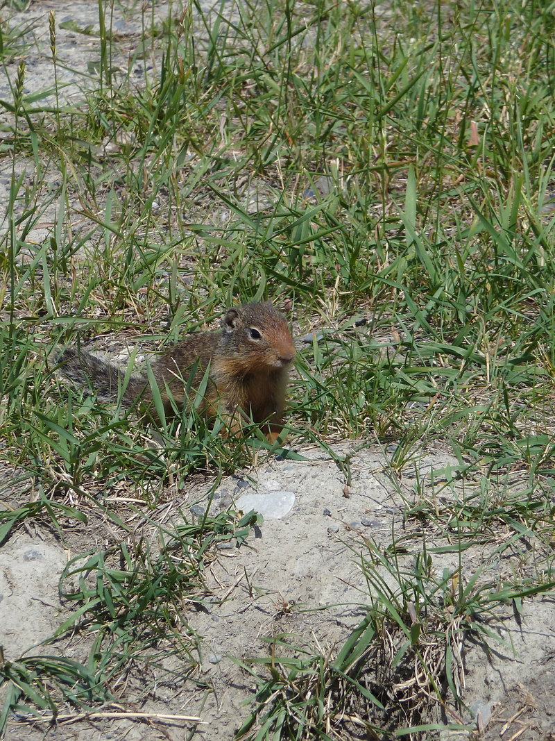 day, spermophilus beecheyi, animal, no people, field, brown, animal wildlife, plant, ground squirrel, tunneling, vertebrate, underneath, green color, outdoors