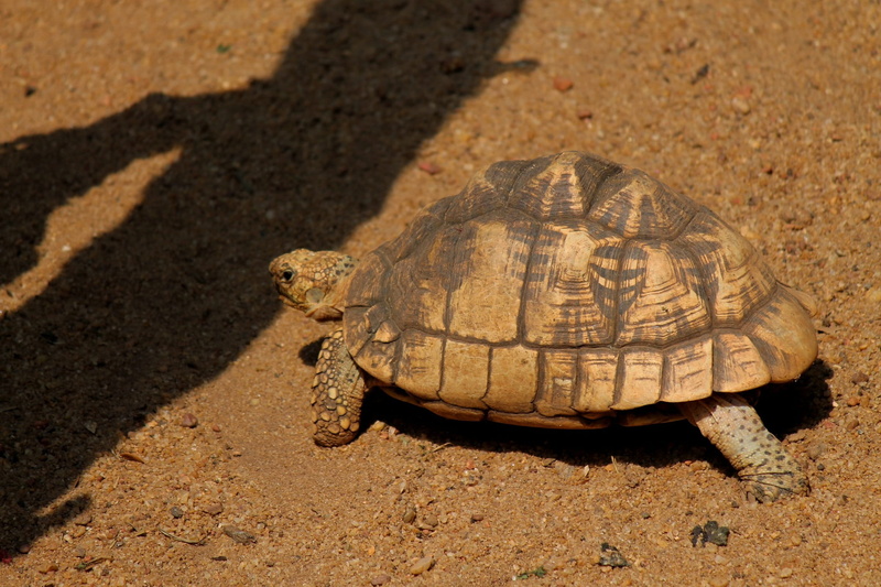 shadow, slow, shell, fauna, animals in the wild, Mammals, shadows, still life, Reptiles, sandy, vertebrate, day, Animals, nature, no people, soil, covering
