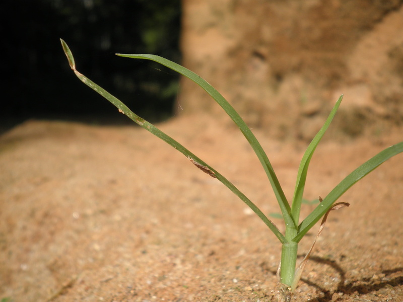 land, plant part, wild, close-up, Plants, brown, Leaves, tranquility, field, outdoors, dirt, beginnings, sand, vulnerability, leafy, green, isolated, green Color