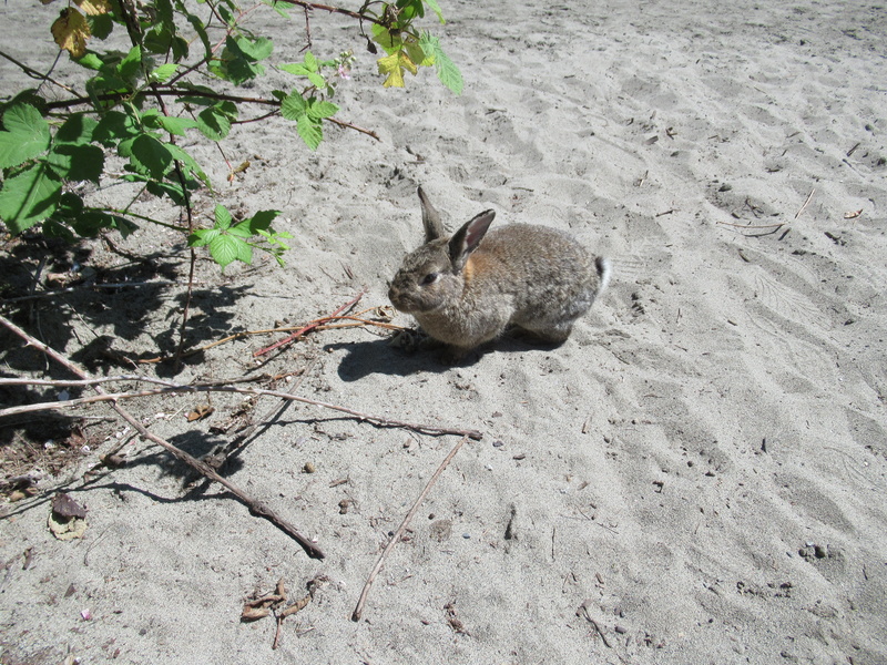 high angle view, day, vancouver, summer, furry, rodent, animal, domestic, vertebrate, 5K, mammal, animal wildlife, plant, land, brown, one animal, point grey