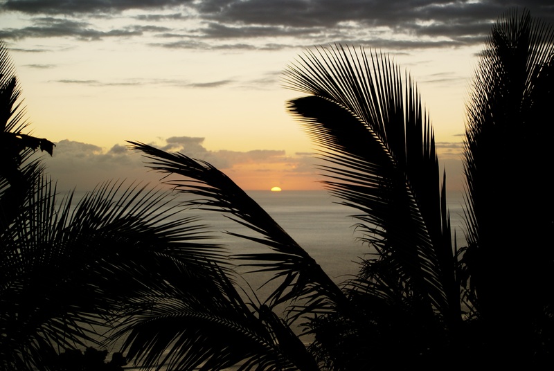 tropical climate, ocean, evening, holiday, palm, leaf, tranquil scene, tree, indian ocean, sun, 4K, light and shade, nature, tranquility, scenics - nature