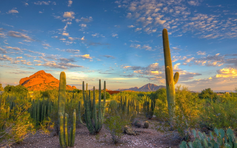 1080P, sunset, cactus, view, clouds, desert