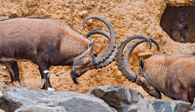 horns, stones, ibex, animals, 1080P
