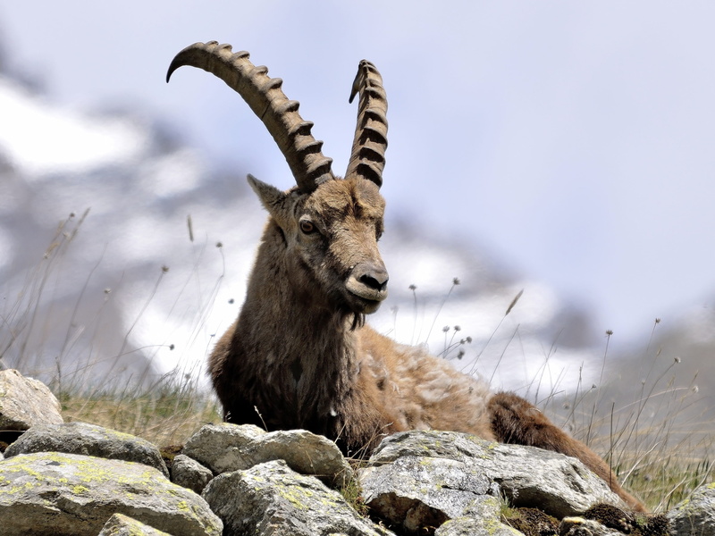 nature, snow, mammal, day, one animal, 2K, animals in the wild, animal themes, horned, solid, ibex, land, animal wildlife, domestic animals, outdoors