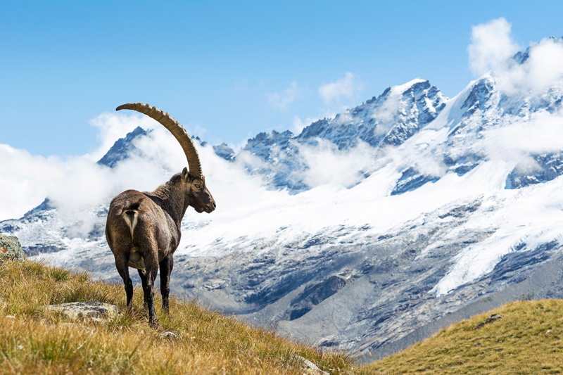 Animal, Mountain, 1080P, Alpine Ibex