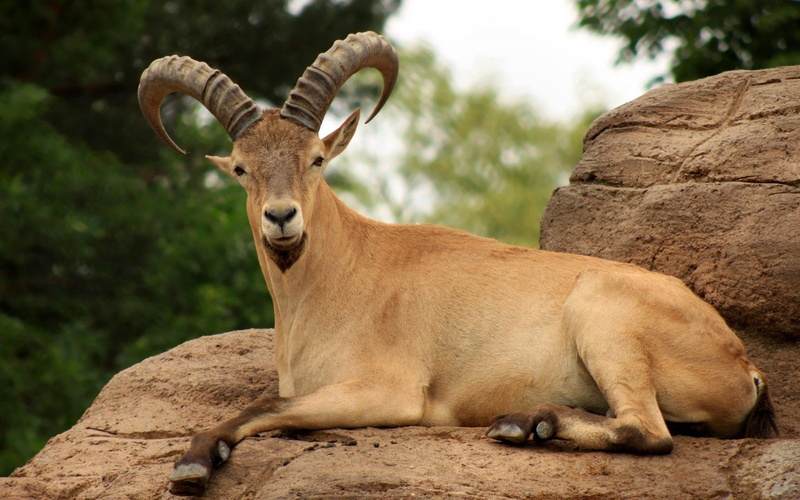 solid, goat, nature, brown, outdoors, rock, herbivorous, summer, wilderness Area, ram, animal themes, mountain, looking at camera, animal wildlife, horns