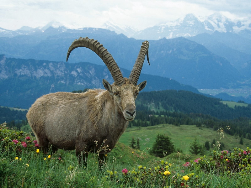 horned, mountain Peak, animal wildlife, landscape, herbivorous, wildlife, scenics, flowers, grass, meadow, one animal, no people, mountain, ibex, wilderness Area
