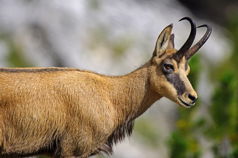 mammal, dolomites, deer, sony, natural, focus on foreground, ibex, animals in the wild, herbivorous, profile view, hair, one animal, domestic animals, animal themes