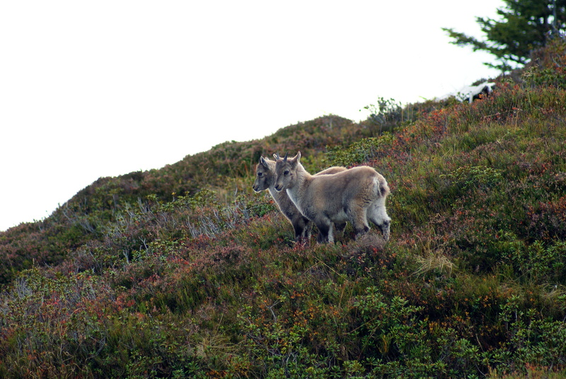 domestic, no people, land, animal, livestock, herbivorous, nature, ibex, pets, sky, day, domestic animals, animal themes, mammal, tree, outdoors, vertebrate