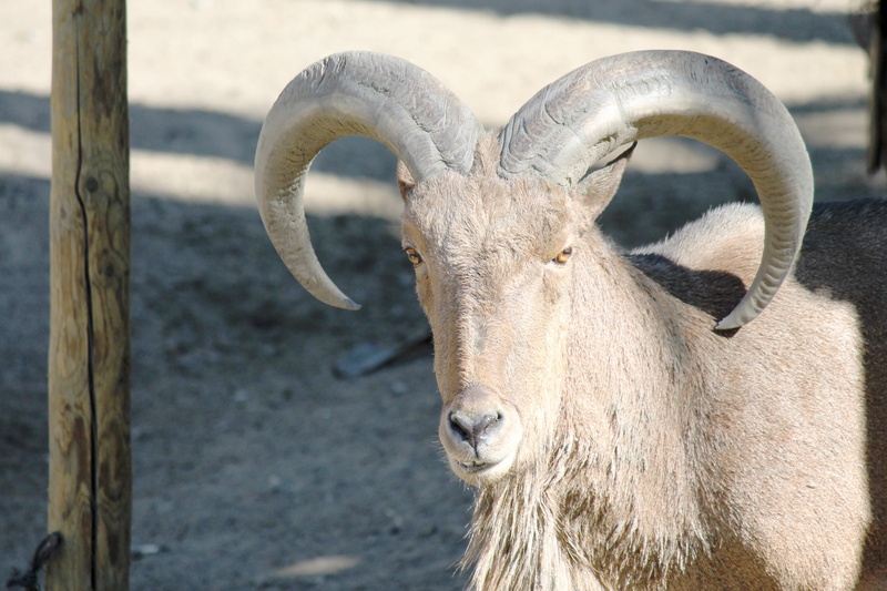 animal body part, animal, animal themes, antler, focus on foreground, herbivorous, nature, outdoors, ibex, close-up, domestic animals, animals in the wild