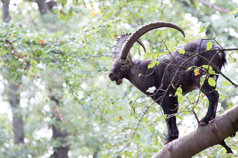 animals in the wild, elephant, growth, focus on foreground, branch, herbivorous, animal wildlife, alpine ibex, one animal, no people, domestic animals